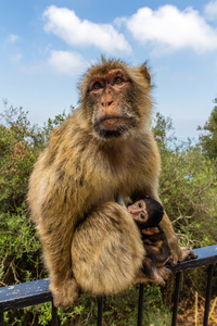 一只猴子，直布罗陀的岩石