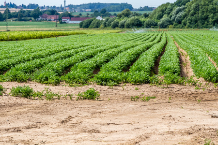 沙拉枫叶图片-沙拉枫叶素材-沙拉枫叶插画-摄图新视界