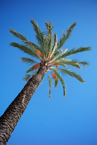 一棵绿色高大的棕榈树