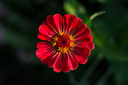 红色非洲菊花卉