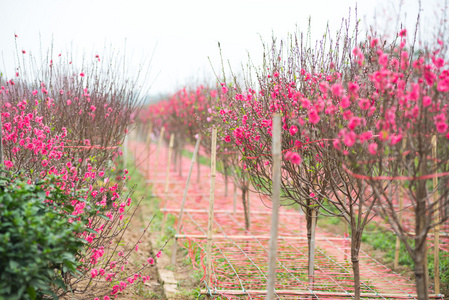 桃花在花园里