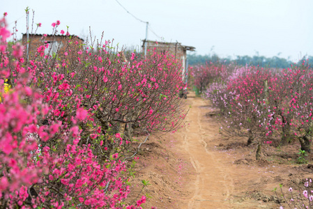 桃花在花园里