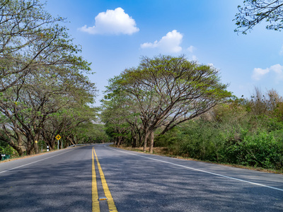 树隧道公路