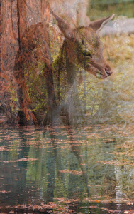在秋天在湖反射鹿
