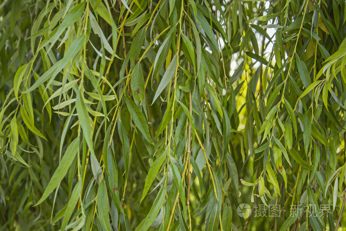 哭泣的柳树的分支