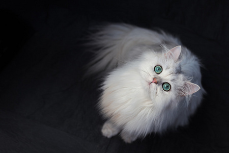 钦奇利亚只白色的猫。明亮的绿色眼睛蓬松可爱宠物动物