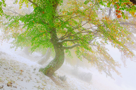 雪在秋天的山毛榉树林