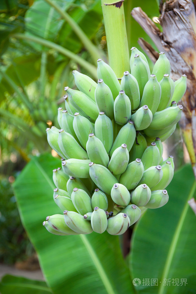 绿色新鲜香蕉树上