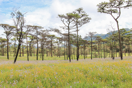 黄色花卉场与山和蓝色天空背景