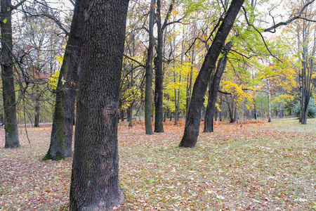 秋天公园里的树干