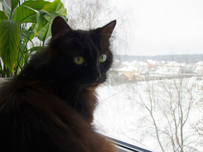 窗台上的黑猫
