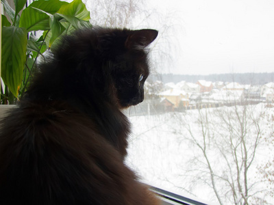 窗台上的黑猫