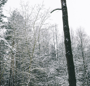 在森林里的冬景