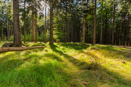 新鲜的绿色原始森林照片