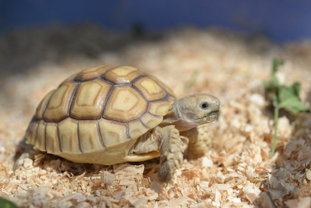 年轻 sulcata 乌龟