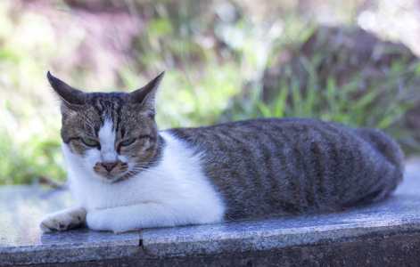 泰国的那只猫看行动