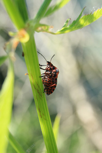 在草叶上的 Graphosoma lineatum