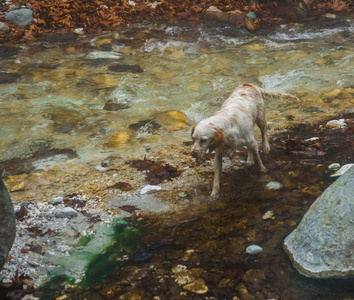 在一条河流，彩的石和温泉在卢特拉氧分的狗