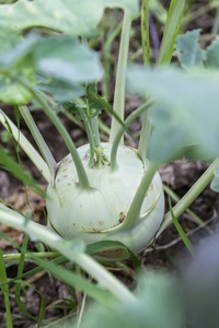 大头菜生长在花园里