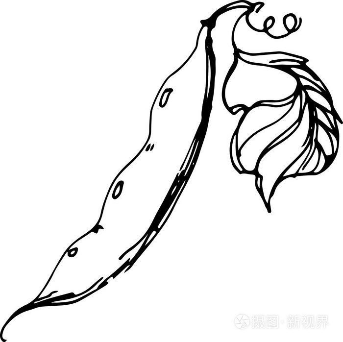 豌豆.矢量图插画-正版商用图片1las1l-摄图新视界