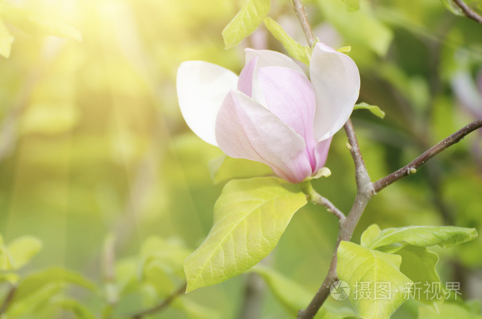 木兰的春天的花朵