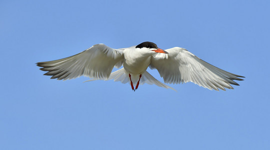 普通燕鸥Sternahirundo