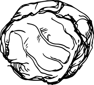 白菜剪影白色的白菜.矢量图照片