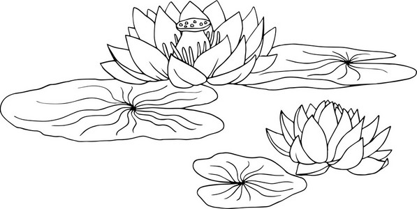 江荷花图片-江荷花素材-江荷花插画-摄图新视界