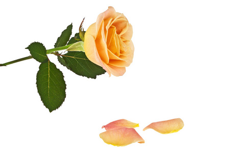 橙玫瑰，花瓣白色背景上孤立