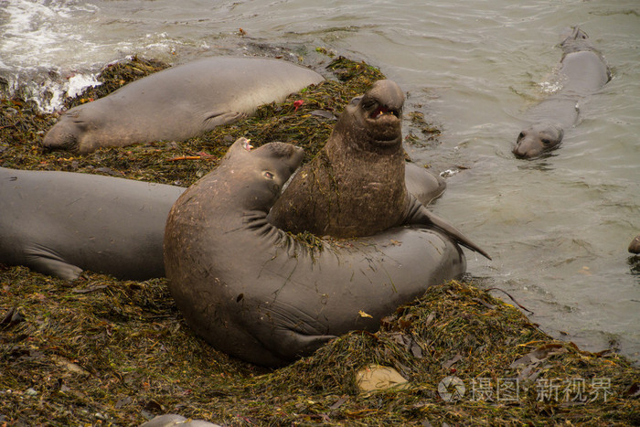 象海豹在海滩上