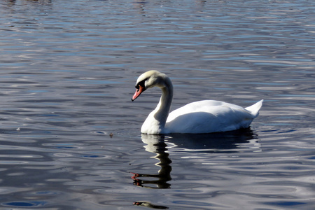 一只白天鹅在湖面上