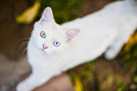 用不同的彩色眼睛的白色猫