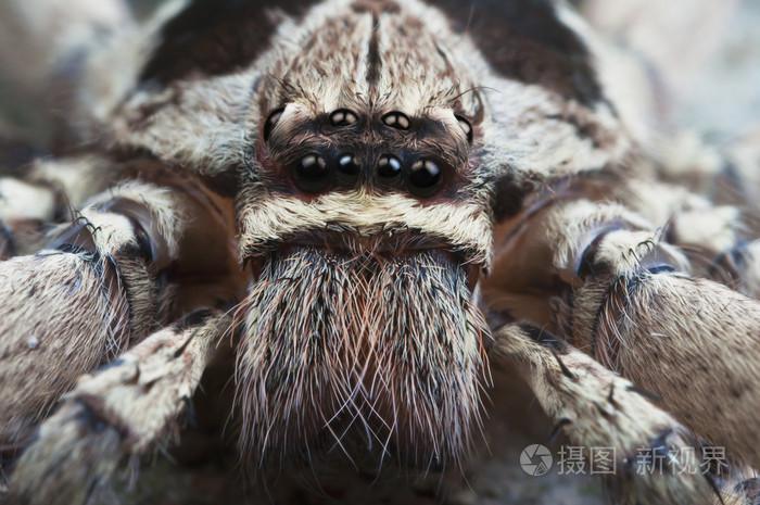 洪博培蜘蛛用可怕的眼睛
