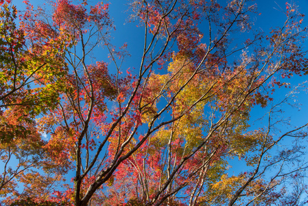 在秋天的枫叶树
