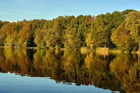 湖水中的树在秋天期间的思考