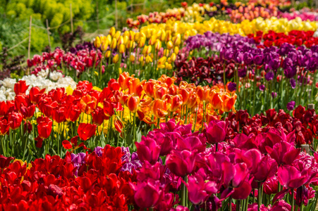 郁金香花