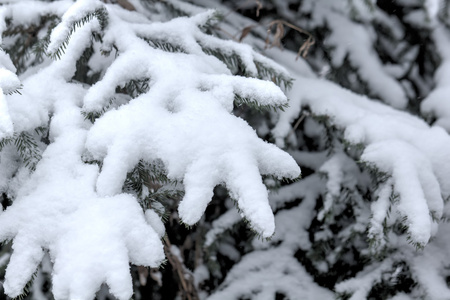 冬天的森林。雪。农村