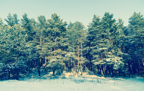 冬季景观树木在雪中