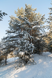 冬季景观树木在雪中