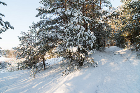 冬季景观树木在雪中