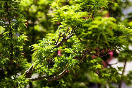 绿色的植物在园林展