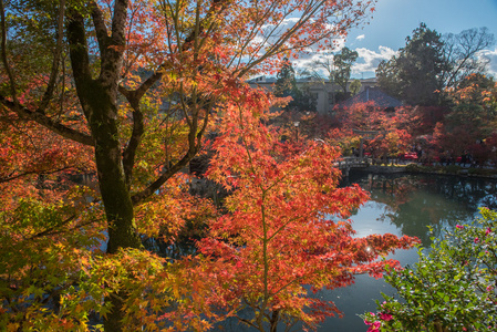 秋叶在 Eikando 寺