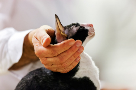 猫猫展