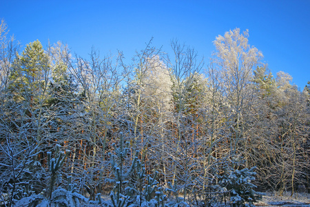 在森林里的冬季风景
