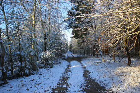 在森林里的冬季风景