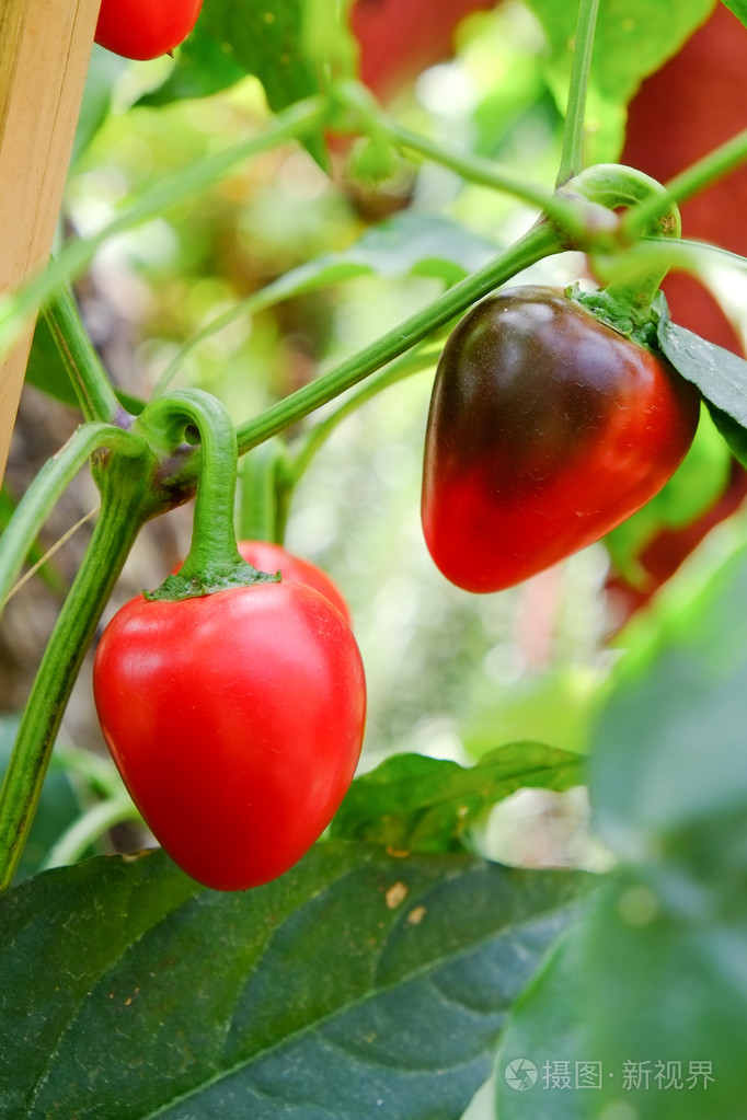 扩展授权如何选择jpg大 2989*4484px发票合同问题/蔬菜水果新鲜辣椒