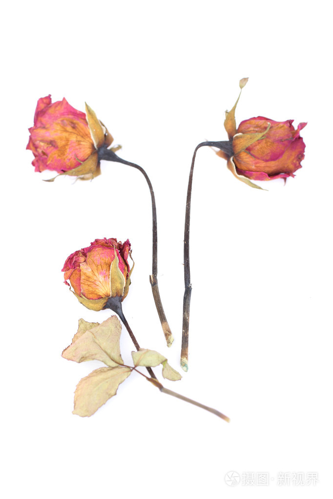 枯萎的玫瑰,花瓣散落在白色背景上