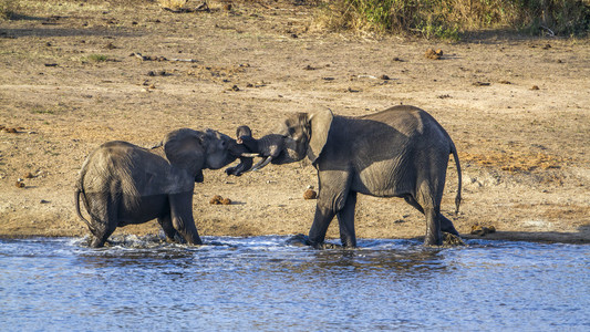 非洲布什大象在克鲁格国家公园