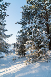 冬季景观树木在雪中