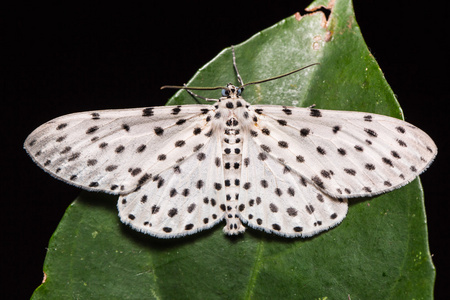 Antipercnia belluaria 或 Xenoplia contrasqualida 蛾